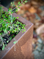 Rectangular Mild Steel Planter Box - Folded Edge
