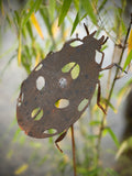 Garden Spike Ladybeetle