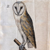 Barb O'Donovan Owl Artwork