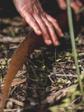 Garden and Path Edging